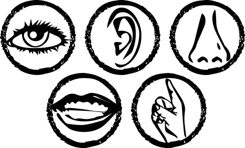 5 Senses - Cradle of Defect