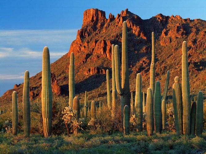 ARIZONA