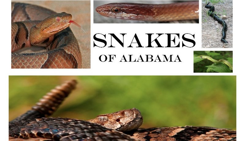 Alabama Snakes