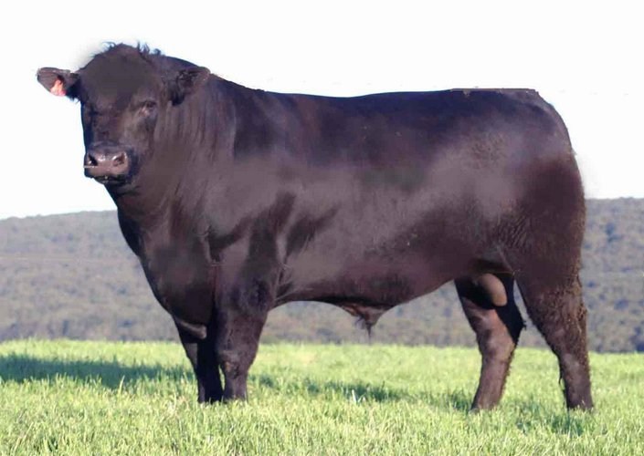 Angus