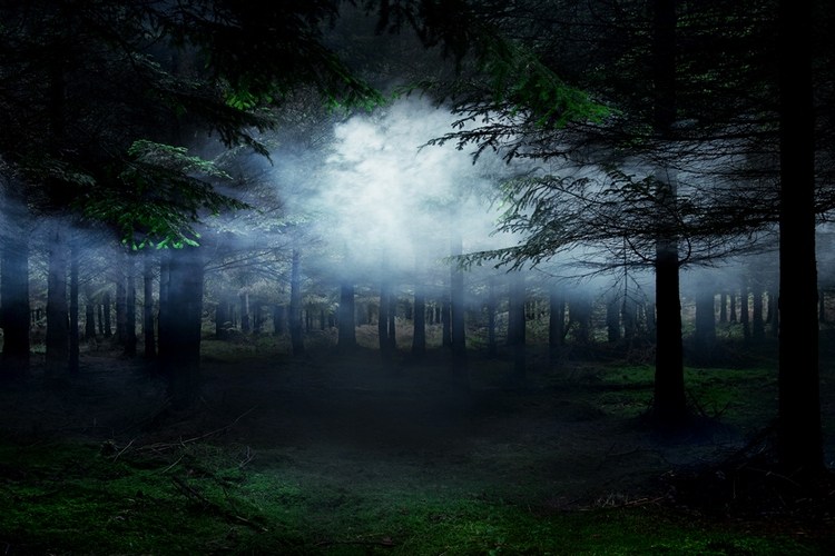 Between The Trees