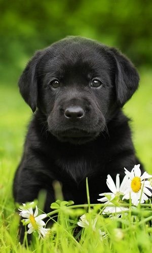 Black Lab