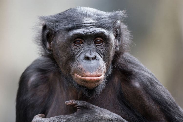 Bonobo