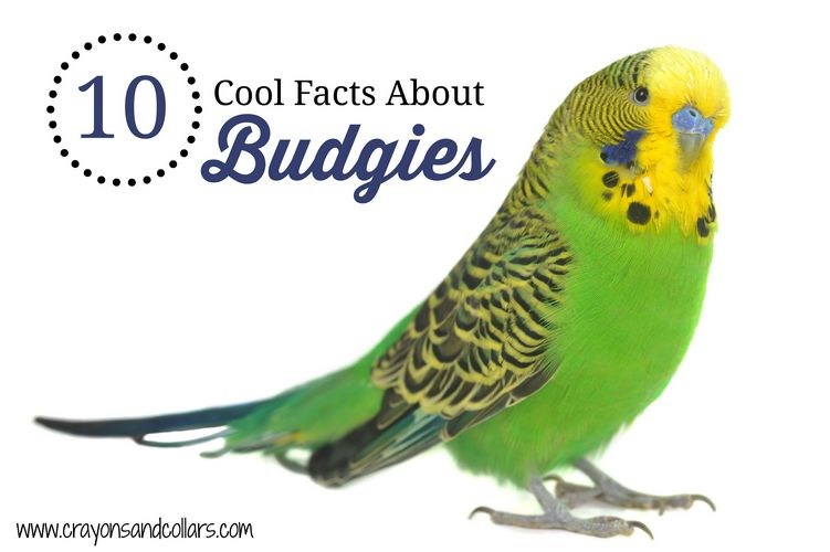 Budgie