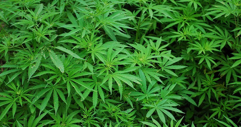 Cannabis
