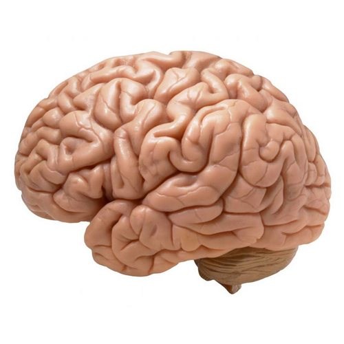 Cervello