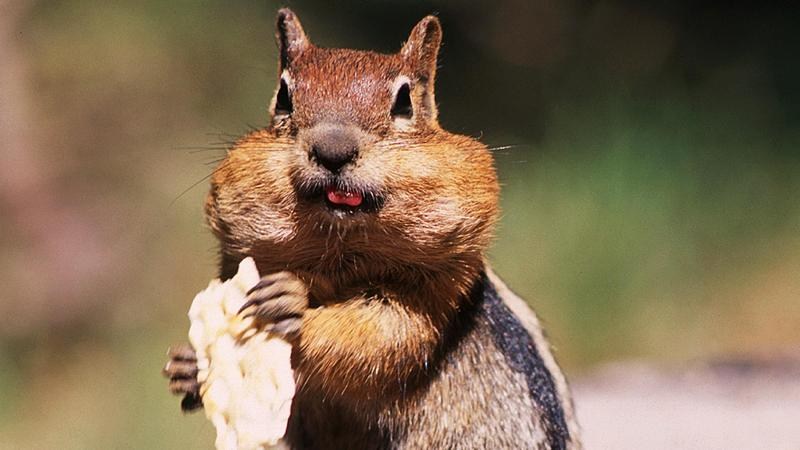 Chipmunk