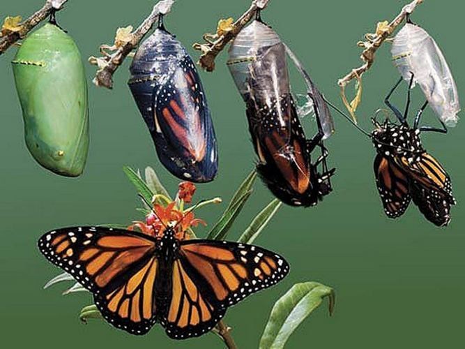 Cocoon