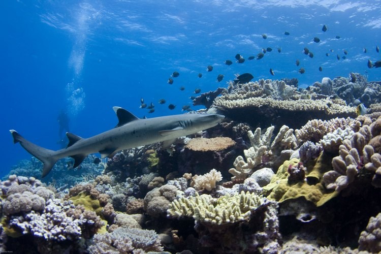 Coral Sea, The