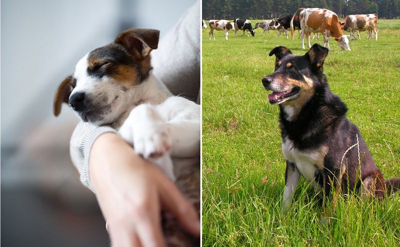 Farm Dogs