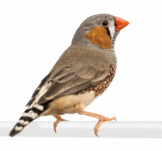 Finch