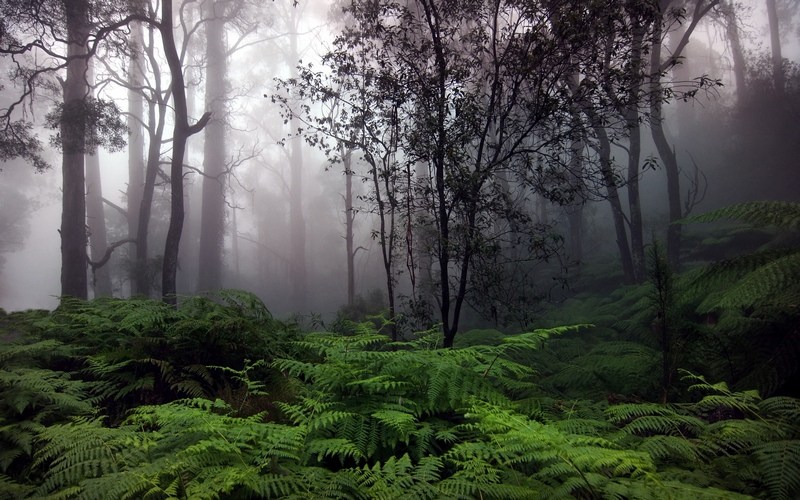 Forest Rain