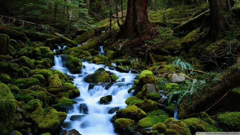 Forest Stream