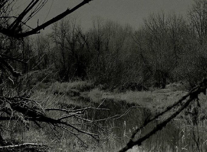 Forest of Shadows