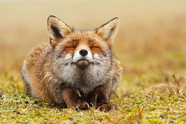 Foxes