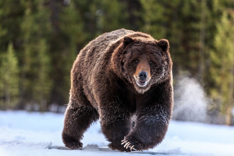 Grizzly Bear