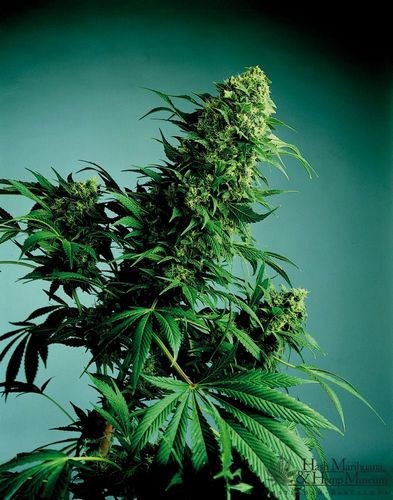 Indica