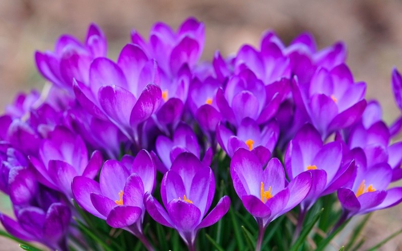 Krokus