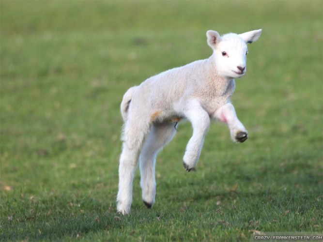 Lamb