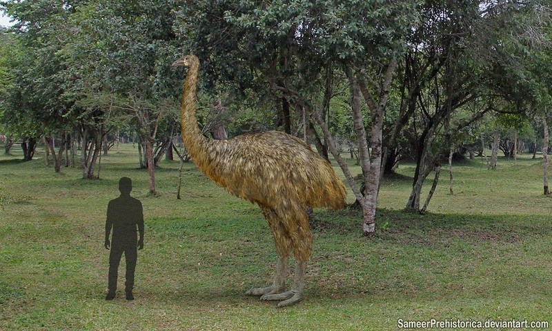 Moa