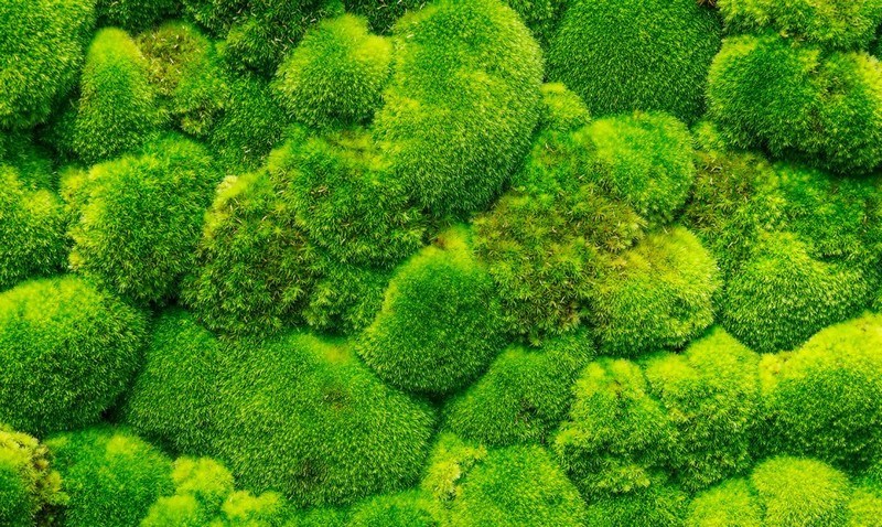 Moss