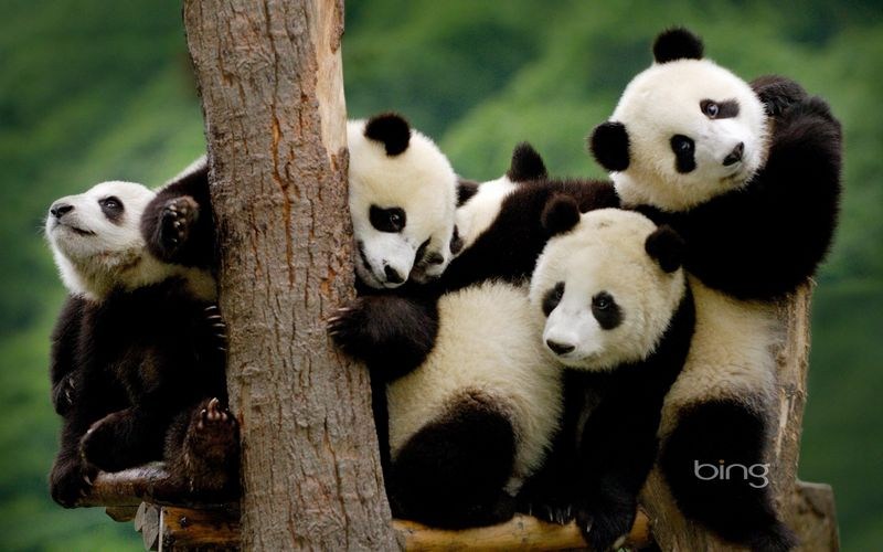 Panda Bear