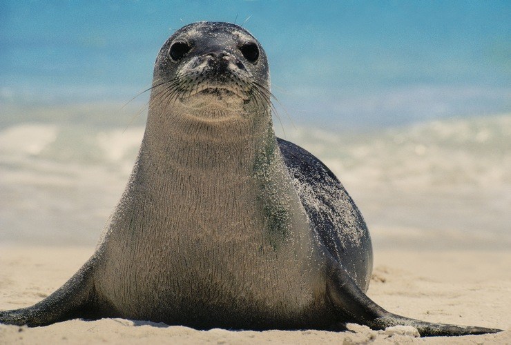 Seal