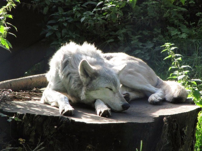 Sleeping Wolf