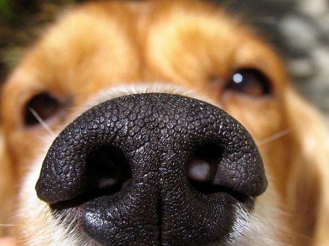 Sniffy Dog