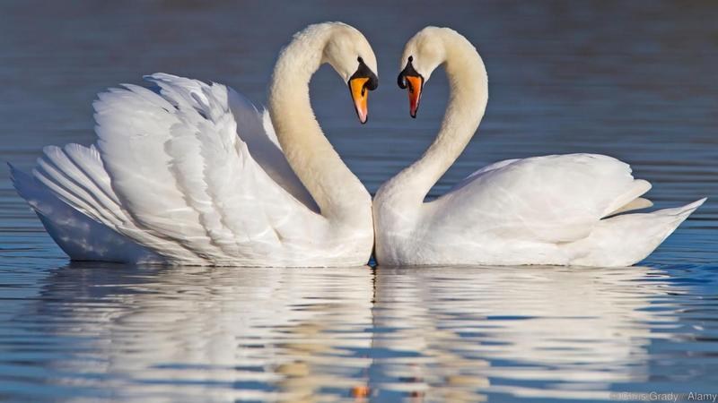 Swans