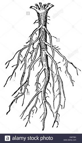 Taproot