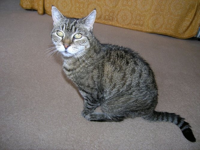Tiggy