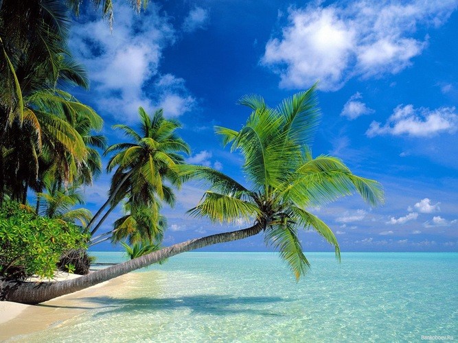Tropics