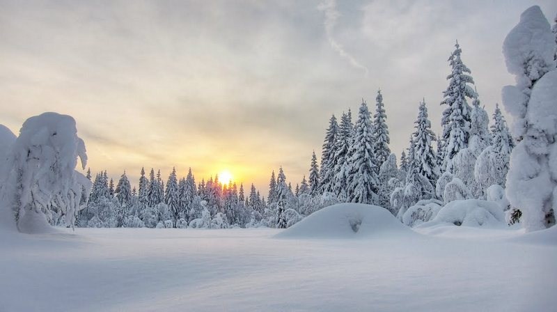 Vinterskog