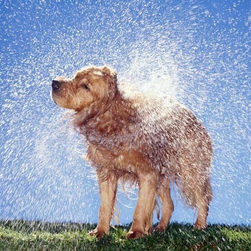 Wet