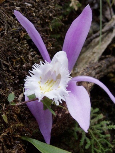 Wild Orchid